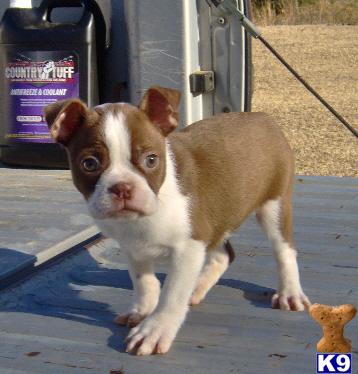 Boston Terrier Puppies for Sale